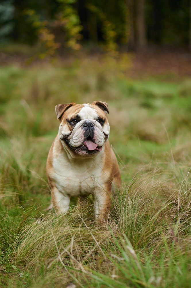 english-bulldog