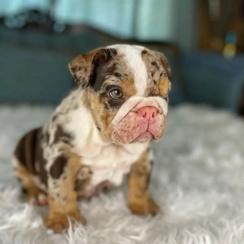 apine-choco-tri-merle-female-english-bulldog-2-1080x1349-800x800