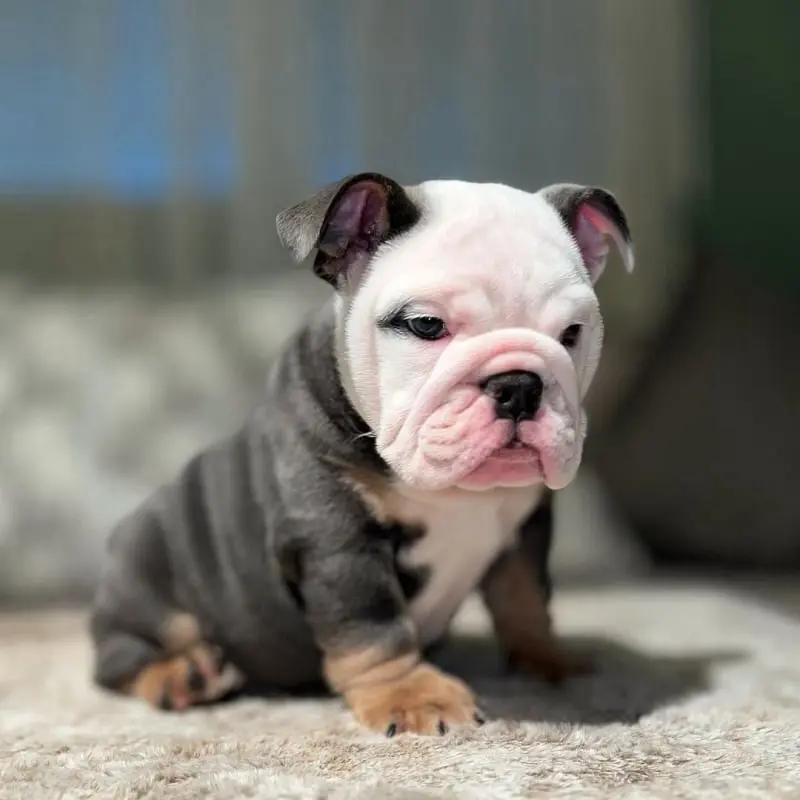 blacki-male-english-bulldog-3-1080x1350-800x800