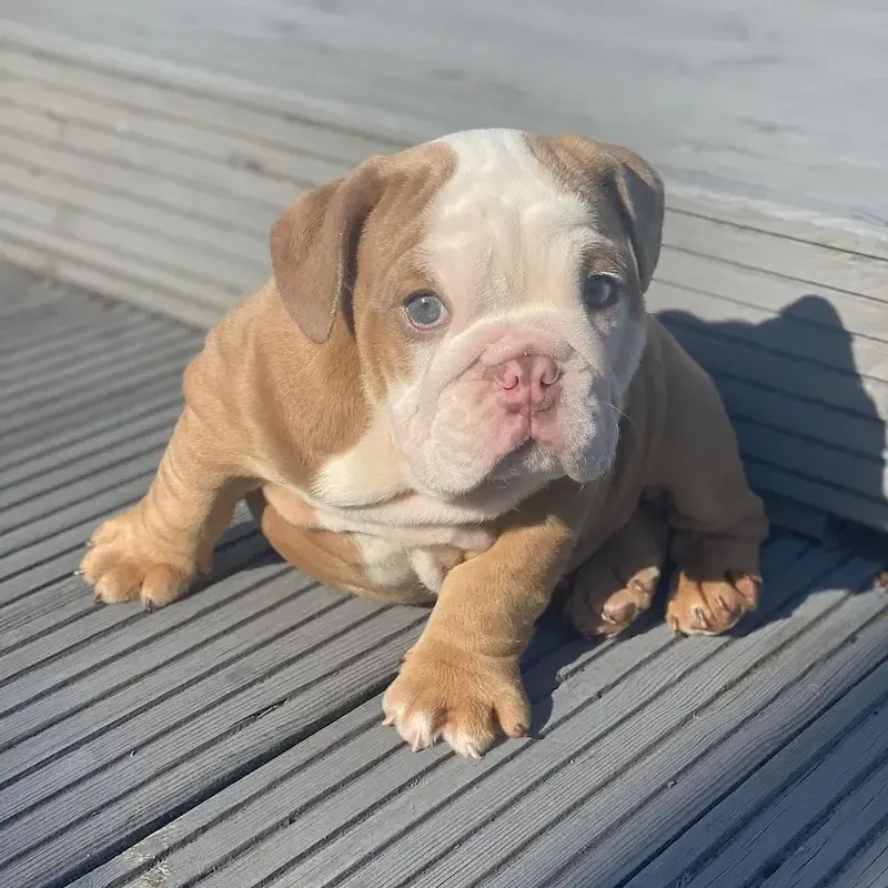 burger-male-english-bullldog-4