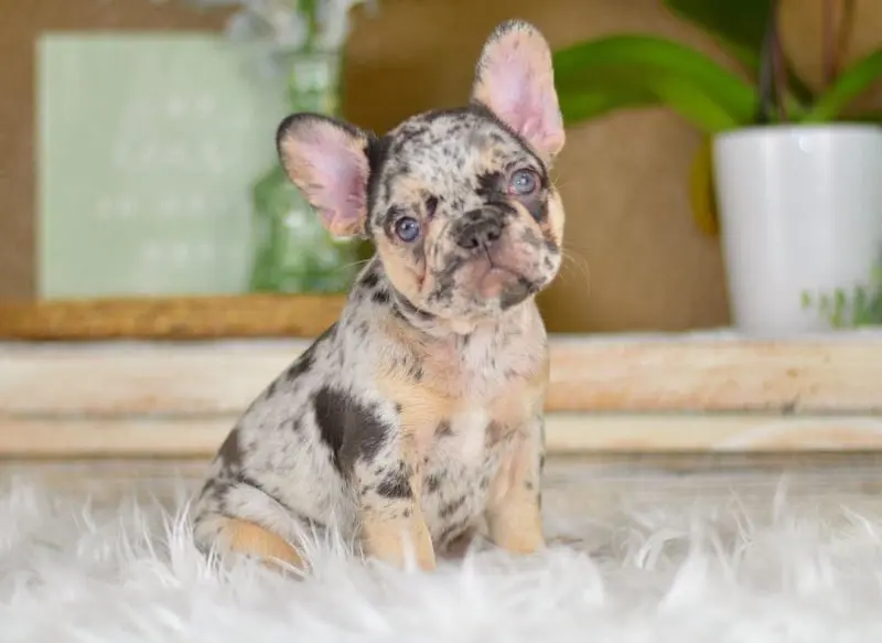 choco-tan-merle-girl-french-bulldog-riri-5-1080x787-800x583