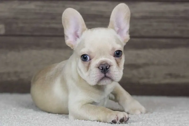 chris-cream-male-frenchie4-copy-transformed-1200x800-800x533