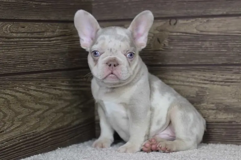claude-male-frenchie2-transformed-1200x800-800x533