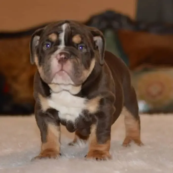 dark-male-english-bulldog-2