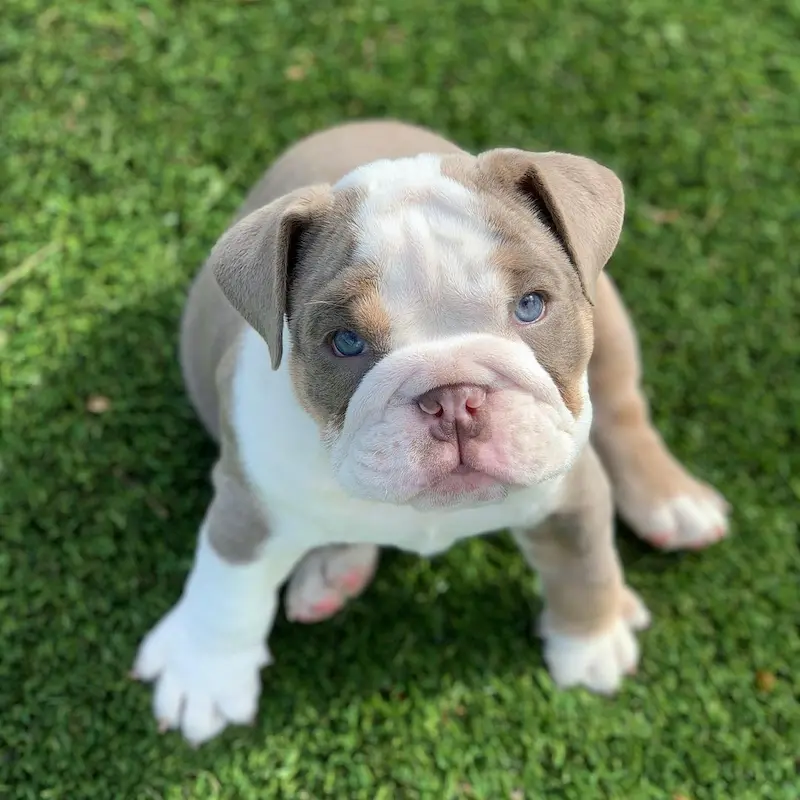 dora-female-english-bulldog-puppy-4