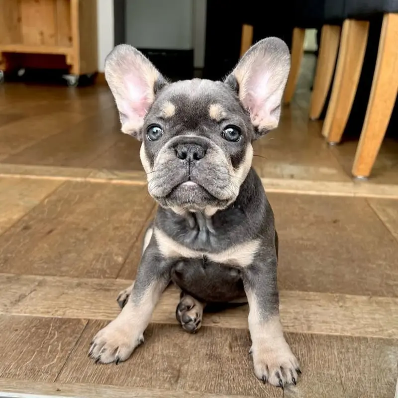duke-new-1080x1247-800x800