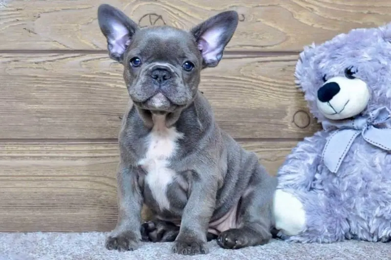 emma-blue-female-frenchie-transformed-1200x800-800x533