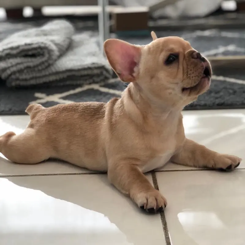 erica-female-french-bulldog-7-1080x1080-800x800