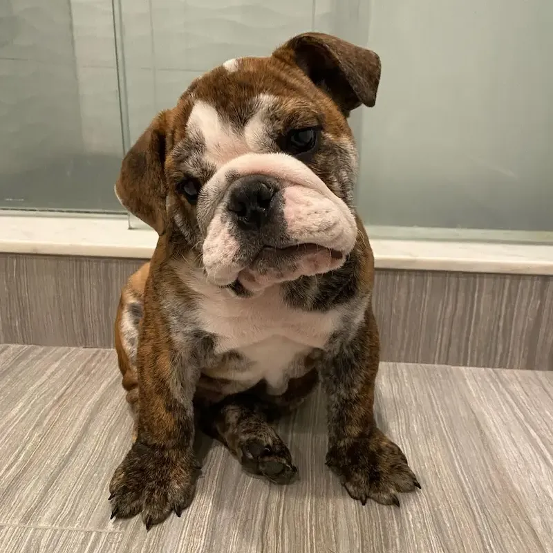 greyman-male-english-bulldog-10
