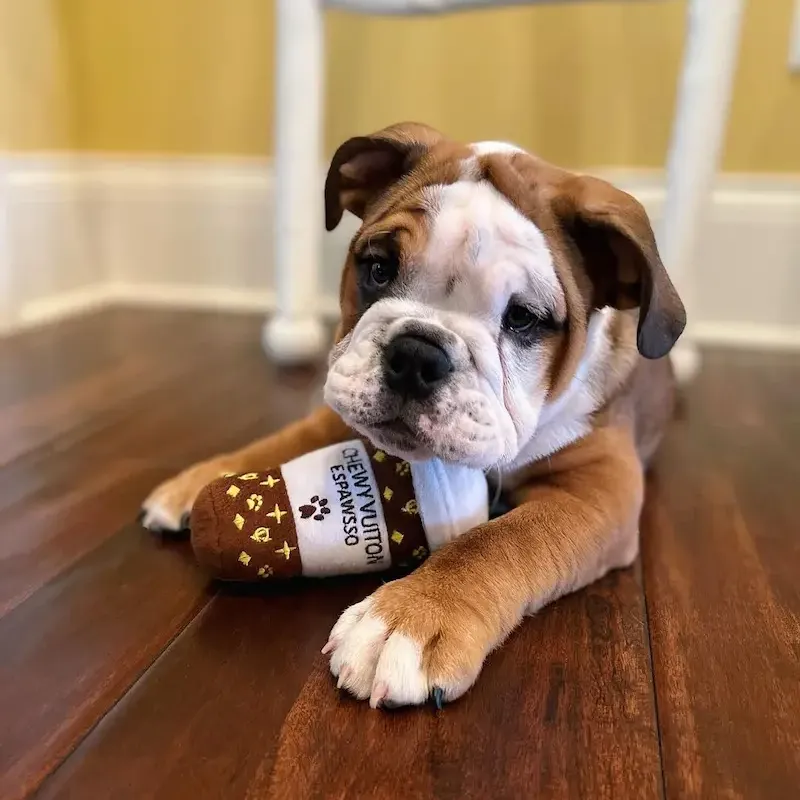 james-the-male-english-bulldog-5