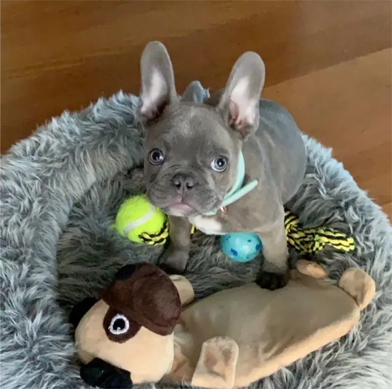 john-male-french-bulldog-puppy10-9-1080x1070-800x793