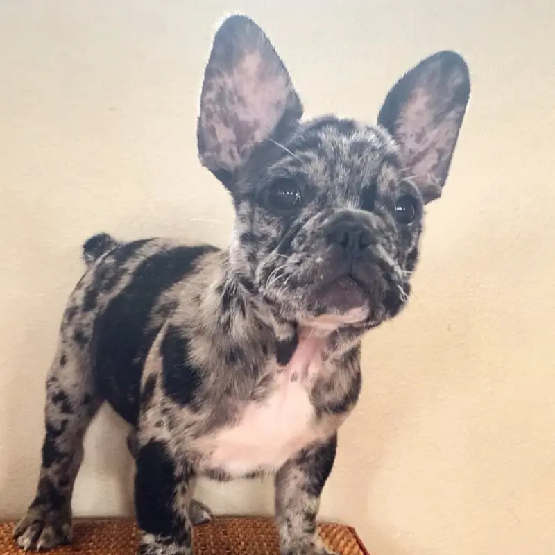 kaki-male-french-bulldog-puppy-19-1034x1293-800x800