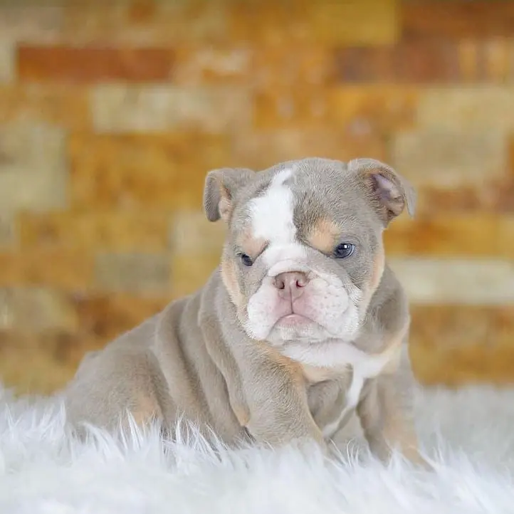 lilac-tri-girl-english-bulldog-lydie-12-1080x722-722x722
