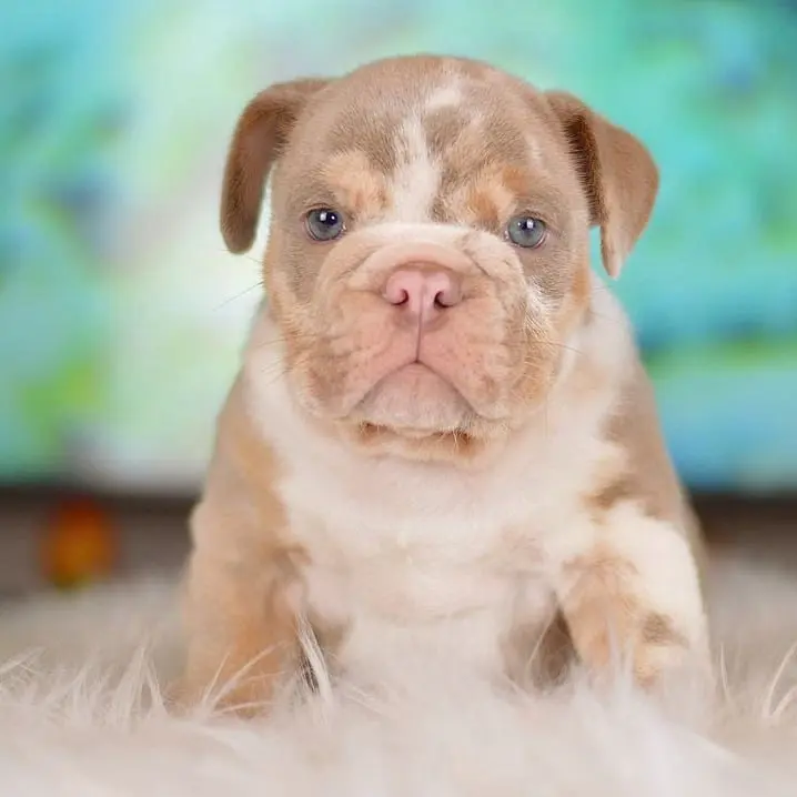 lilac-tri-male-english-bulldog-romeo-1-1080x718-718x718