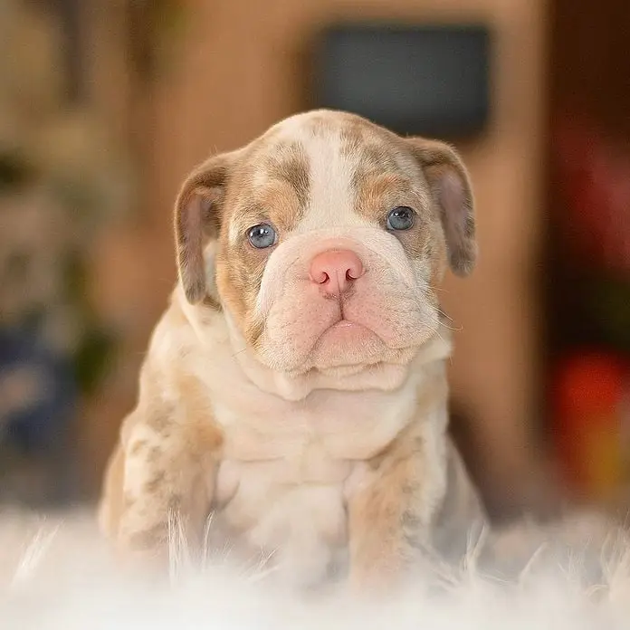 lilac-tri-merle-boy-english-bulldog-jeff-2-1080x696-696x696