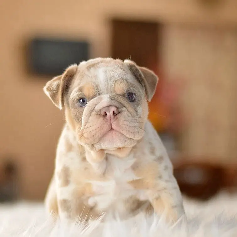 lilac-tri-merle-girl-english-bulldog-jojo-8-1080x755-755x755