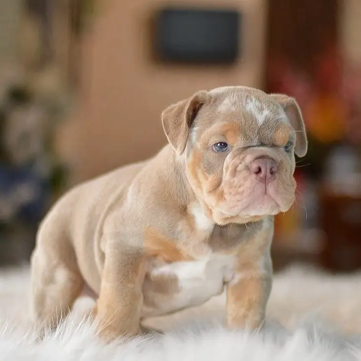 little-lilac-tri-merle-boy-stans-3-1080x733-733x733