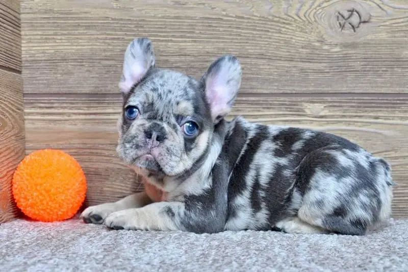lola-female-french-bulldog4-copy.jpg-1717712573919-1200x800-800x533