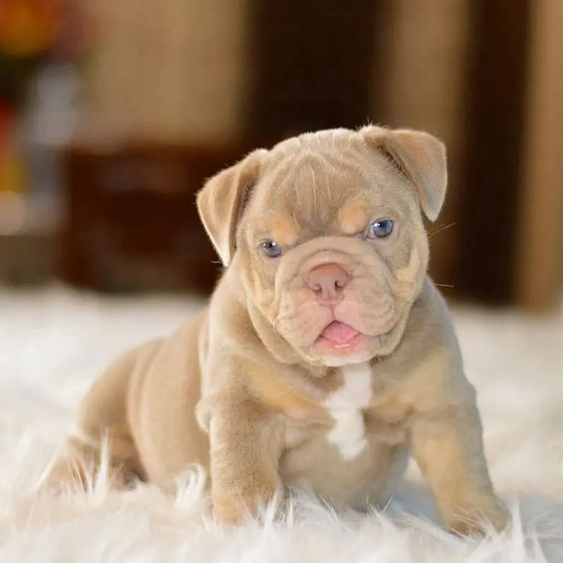 male-english-bulldog-kelvin-2-1080x797-797x797