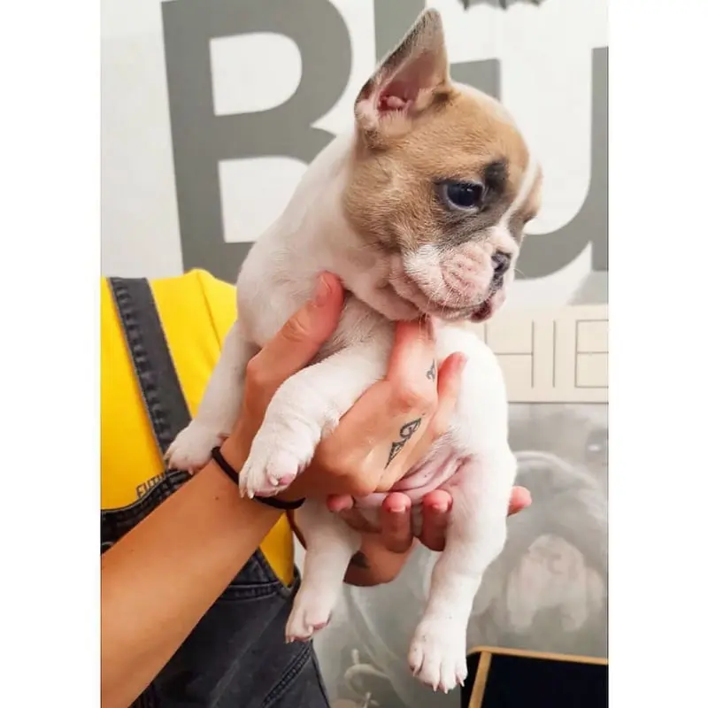 peks-female-french-buldog-7-1080x1080-800x800