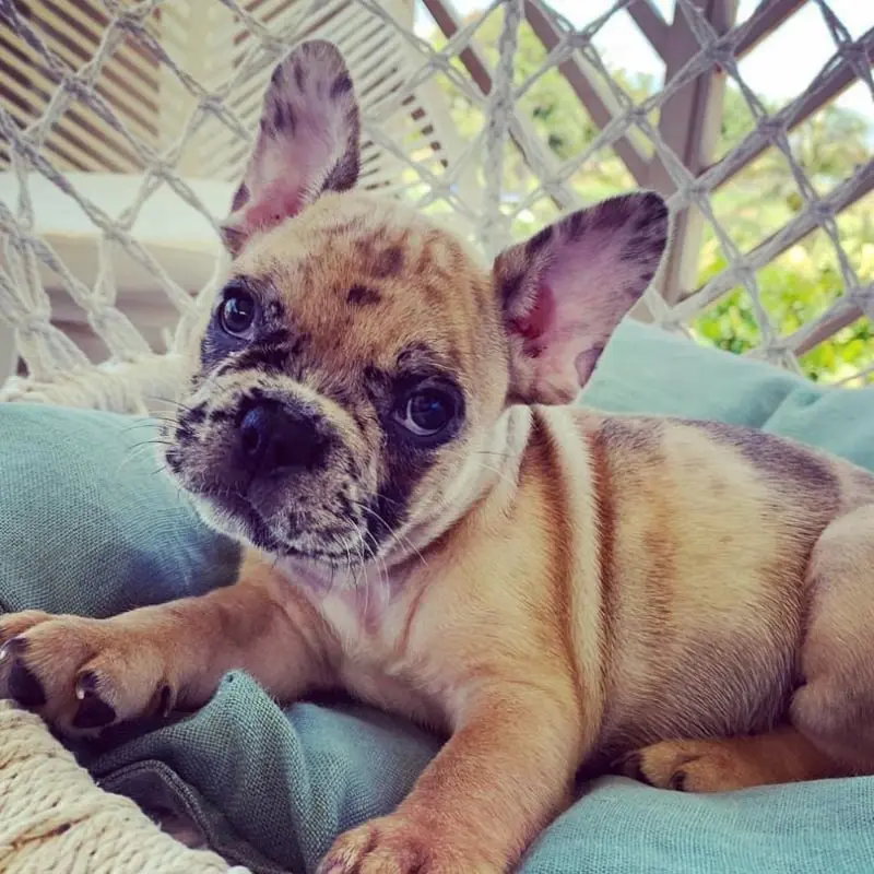 sama-male-french-bulldog-puppy-7-1080x810-800x800