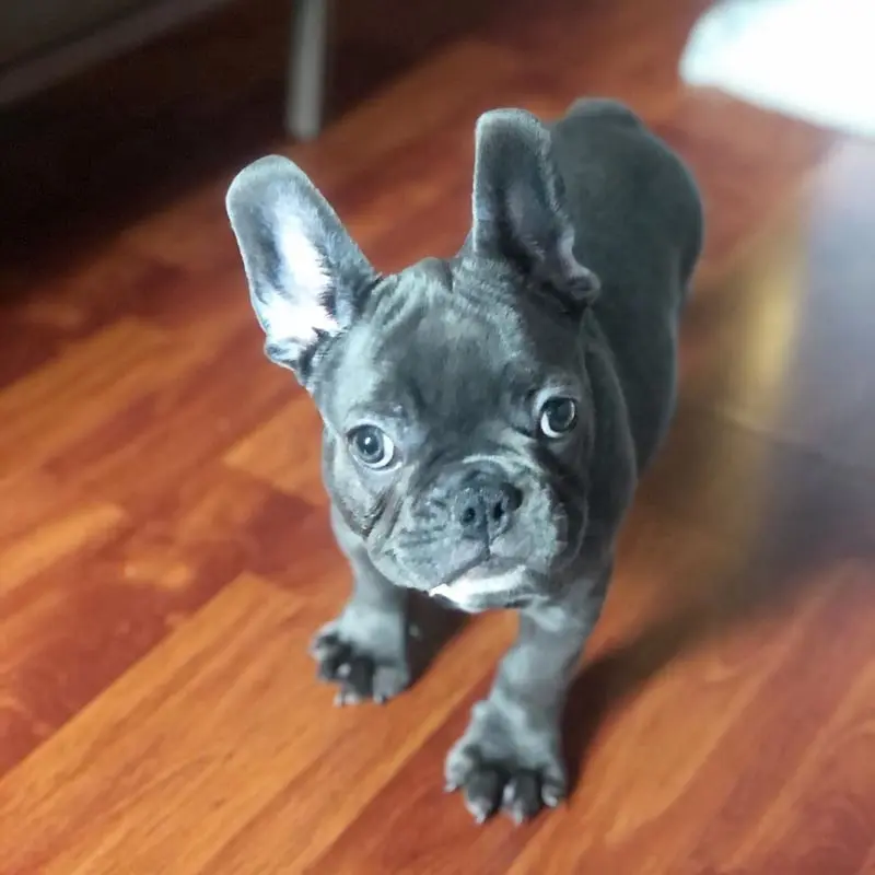 sarah-female-french-bulldog-puppy-16-1080x1080-800x800