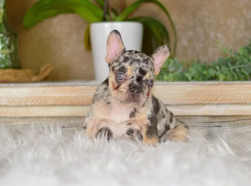 tan-merle-girl-french-bulldog-kim-3-1080x802-800x594