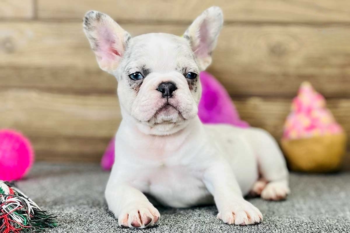 Nelilah_Female_Frenchie-transformed