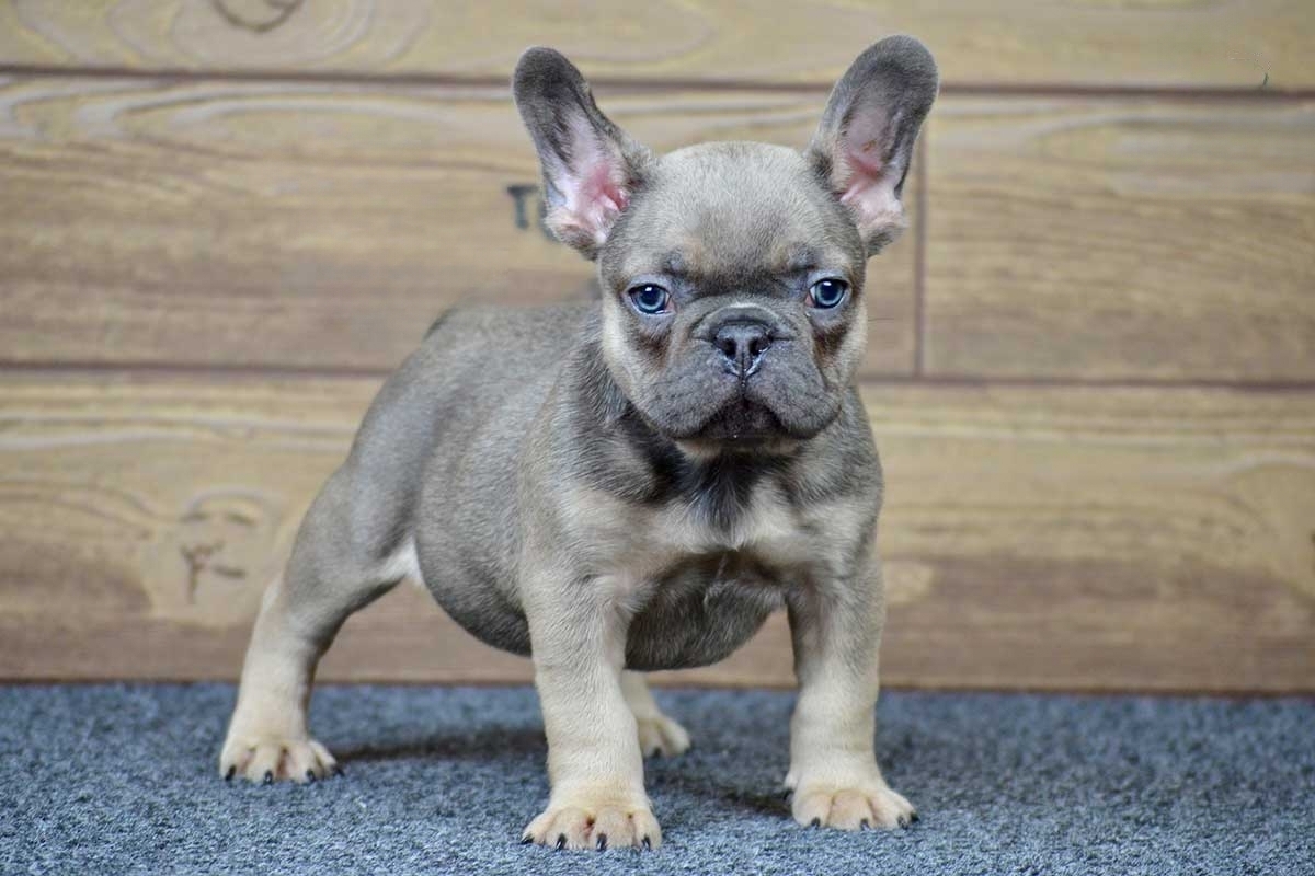 Vick_Blue_Sable_Male_Frenchie2-transformed